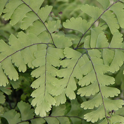 Adiantum pedatum