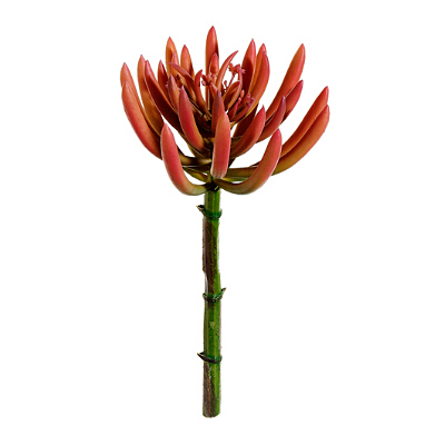 Succulent - Aeonium Spike - Pink, Green