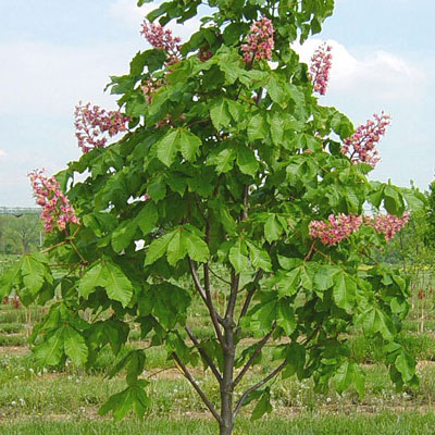 Aesculus