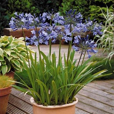 3 Calibro Superiore Agapanto blu 3 X Agapanthus Africanus 3 Calibro Superiore Agapanto blu 3 X Agapanthus Africanus
