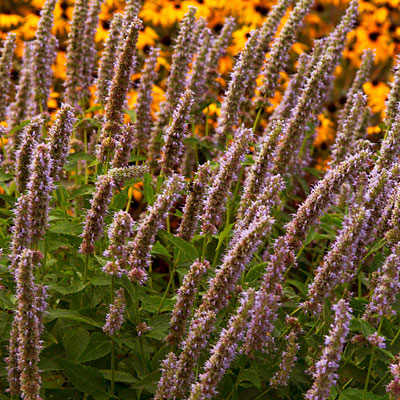Agastache x 'Blue Fortune'
