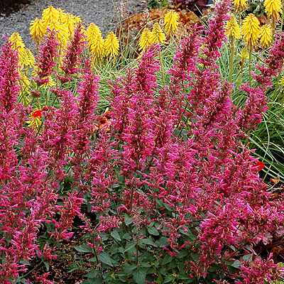 Agastache x 'Morello'