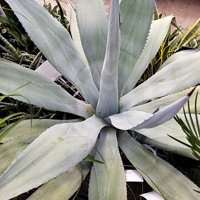Agave