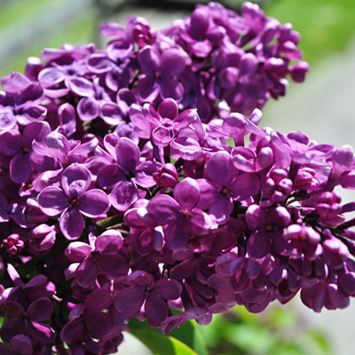Syringa v. 'Agincourt Beauty'