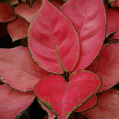 Aglaonema 'Red'