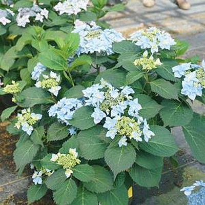 Hydrangea s. 'Tuff Stuff Ah-Ha'