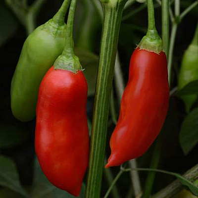 Pepper 'Aji Rico'