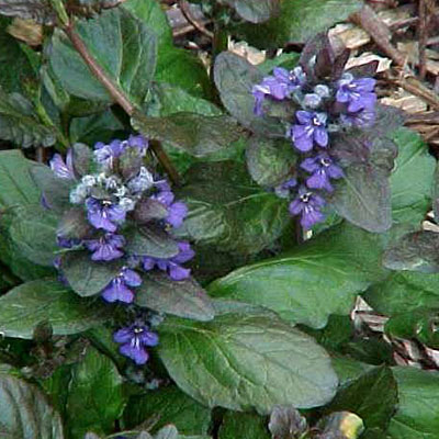 Ajuga r. 'Catlin's Giant'