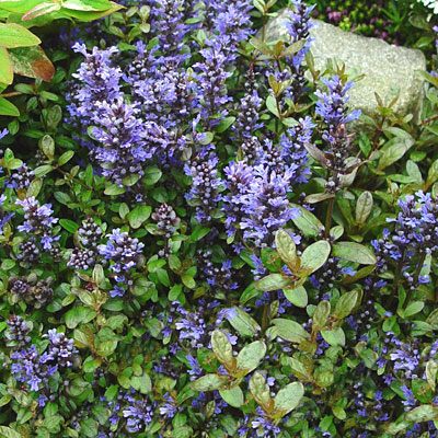 Ajuga x t. 'Chocolate Chip'