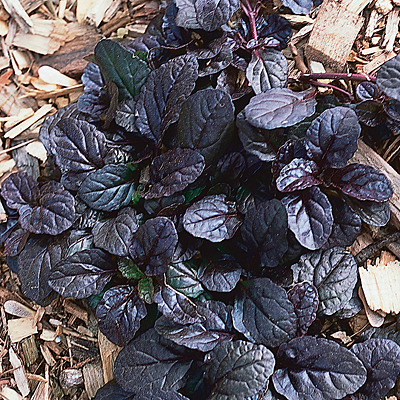 Ajuga r. 'Mahogany'