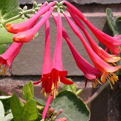 Lonicera s. 'Alabama Crimson'