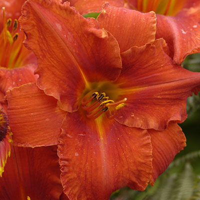 Hemerocallis 'Alabama Jubilee'