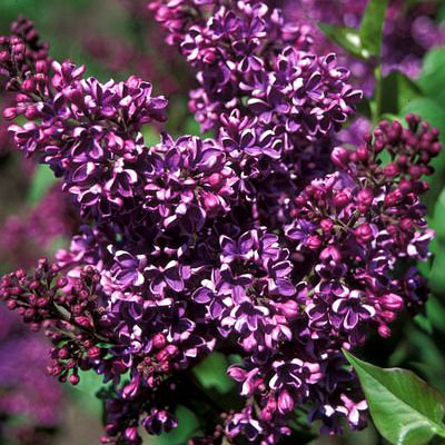 Syringa v. 'Albert F. Holden'