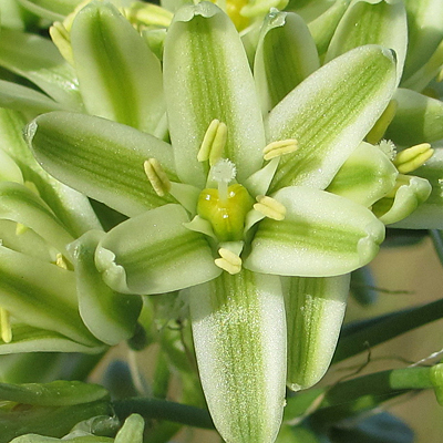 Albuca bracteata
