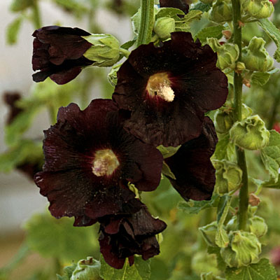 Alcea r. 'Blacknight'