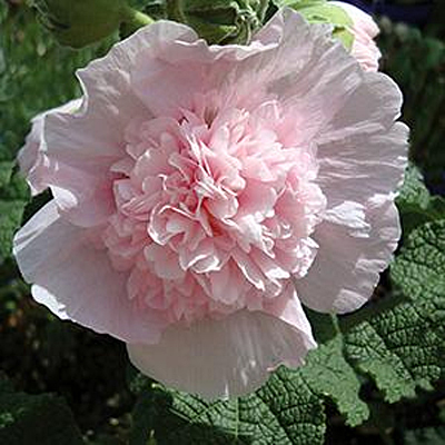 Alcea r. 'Summer Carnival Mix'