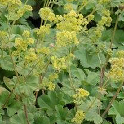 Alchemilla erythropoda