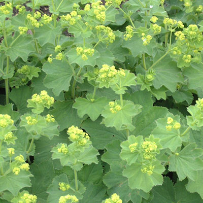 Alchemilla mollis