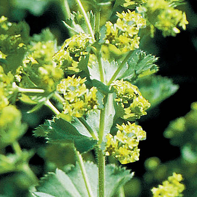 Alchemilla mollis 'Thriller'