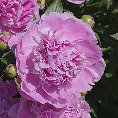Paeonia l. 'Alexander Fleming'