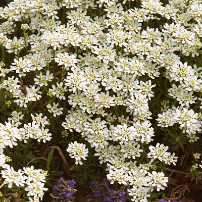 Iberis s. 'Alexander's White'