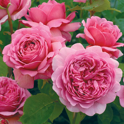 Rosa 'Princess Alexandra of Kent'