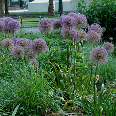 Allium christophii