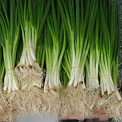 Scallion