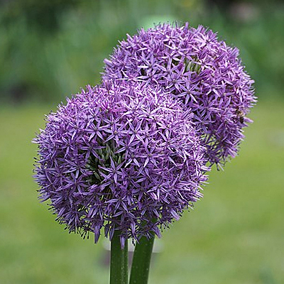 Allium 'Gladiator'