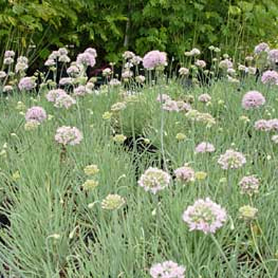 Allium senescens 'Glaucum'