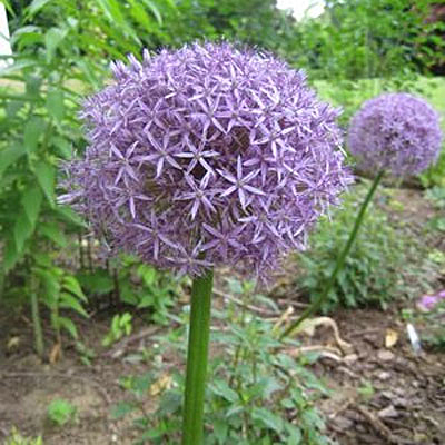 Allium 'Globemaster'