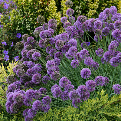 Allium x 'Medusa'