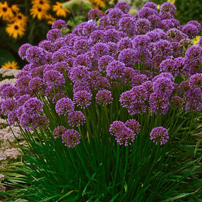 Allium x 'Millenium'