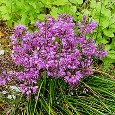 Allium th. 'Ozawa'