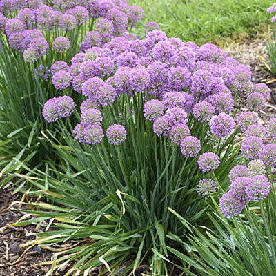 Allium x 'Serendipity'