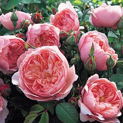 Rosa 'The Alnwick Rose'