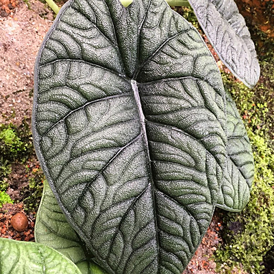 Alocasia 'Melo'