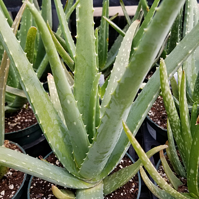 Aloe vera