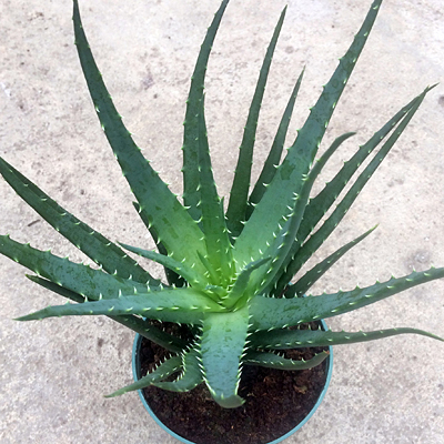 Aloe vera 'Hedgehog'