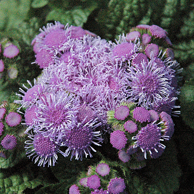 Ageratum 'Aloha Blue'