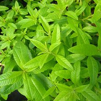 Lemon Verbena