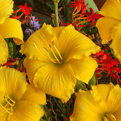 Hemerocallis 'Alpha Centauri'