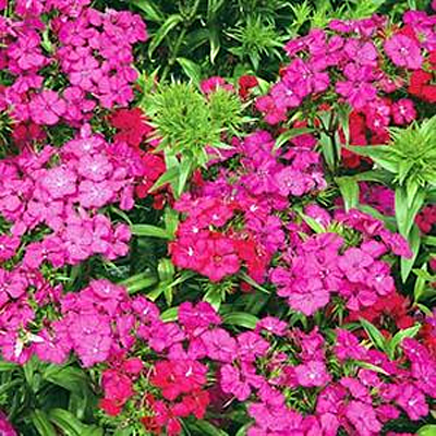 Dianthus b. 'Amazon Neon Duo'