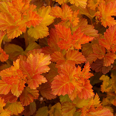 Physocarpus o. 'Amber Jubilee'