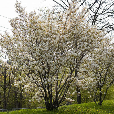 Amelanchier canadensis