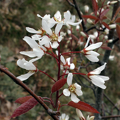 Amelanchier lamarckii