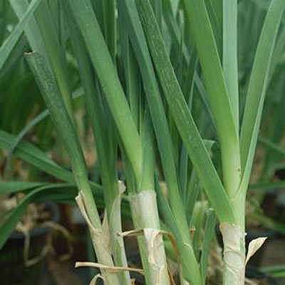 Leek 'American Flag'