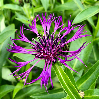 Centaurea m. 'Amethyst Dream'