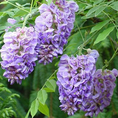 Wisteria fr. 'Amethyst Falls'