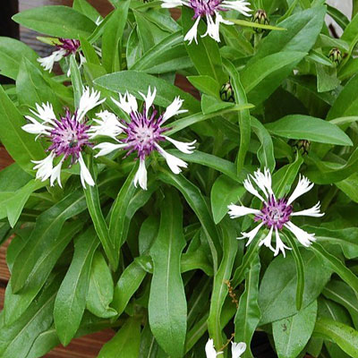 Centaurea m. 'Amethyst in Snow'